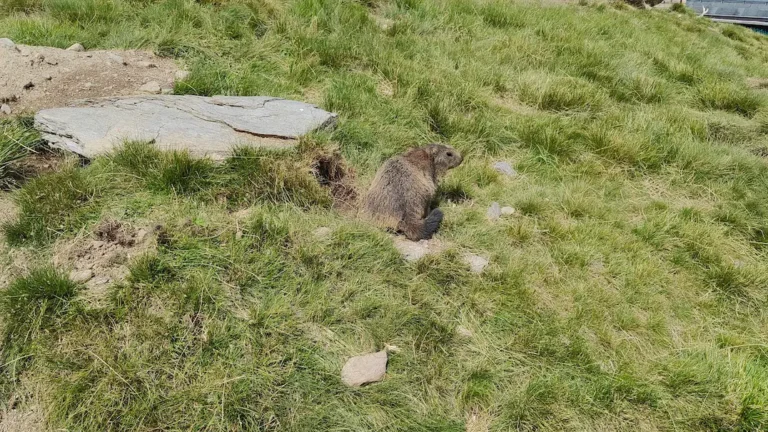 Murmelland. Un plan en Zillertal con niños