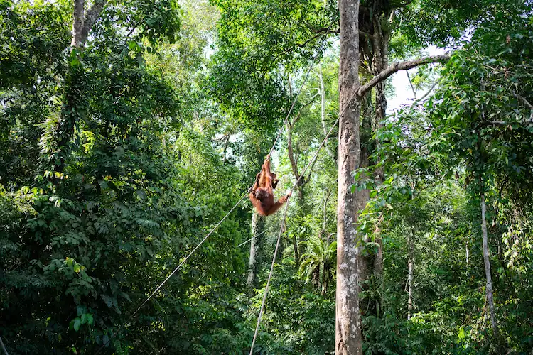 orangutanes en semenggoh wildlife centre