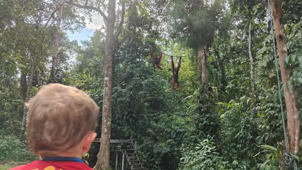 Borneo con ninos