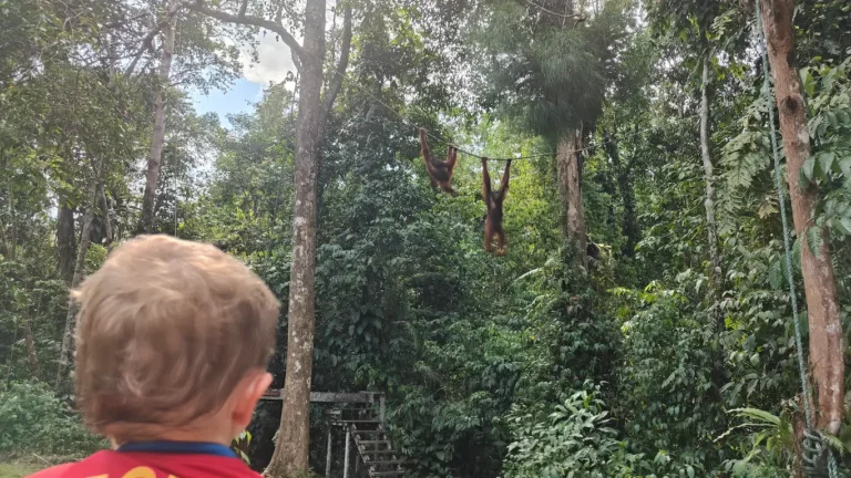 Borneo con ninos