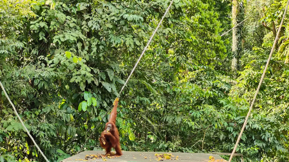 Semenggoh wildlife center orangutanes