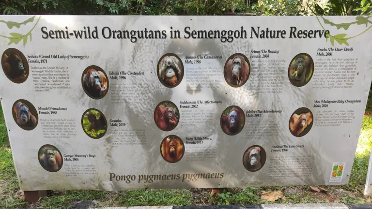 Orangutanes de semenggoh wildlife centre