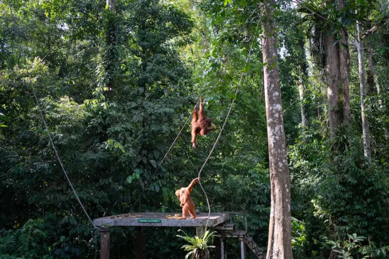 orangutanes en borneo
